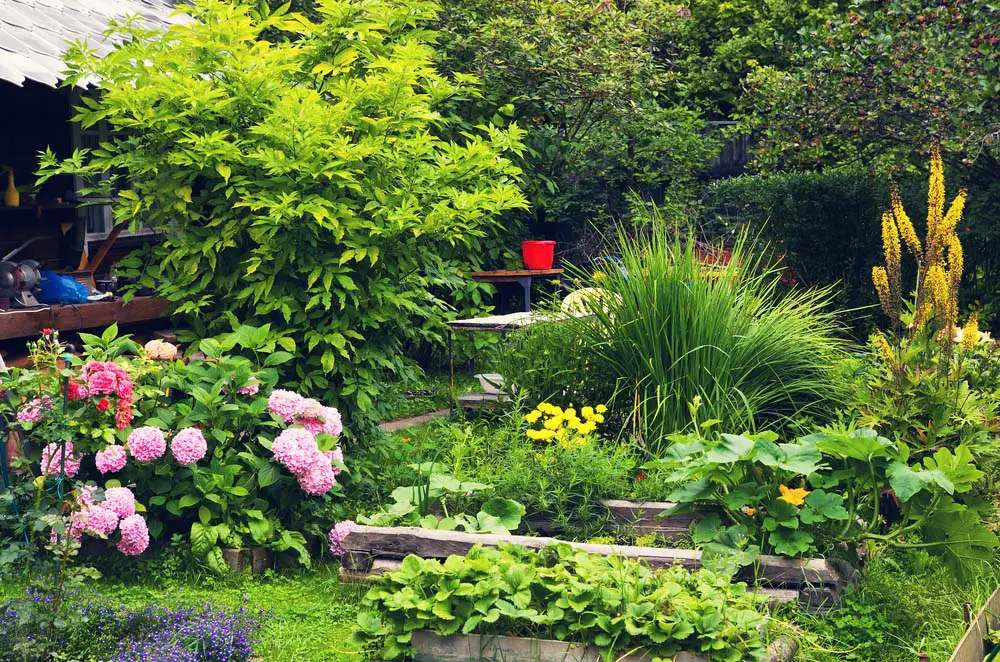 Lush Overgrown Garden