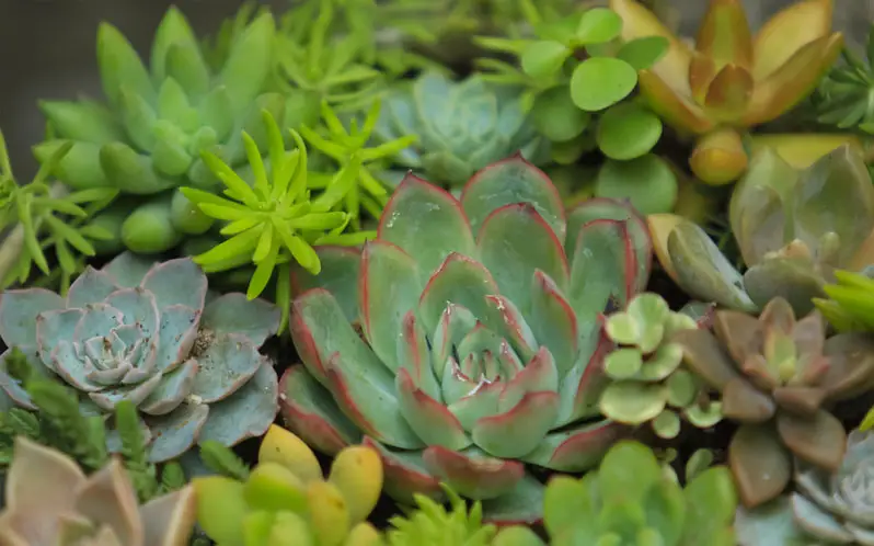 succulents