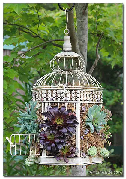 birdcage succulents
