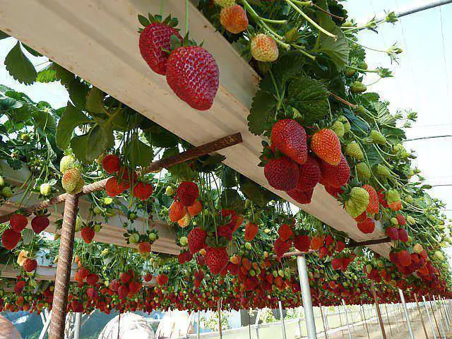 the-perfect-diy-rain-gutter-strawberry-planter1