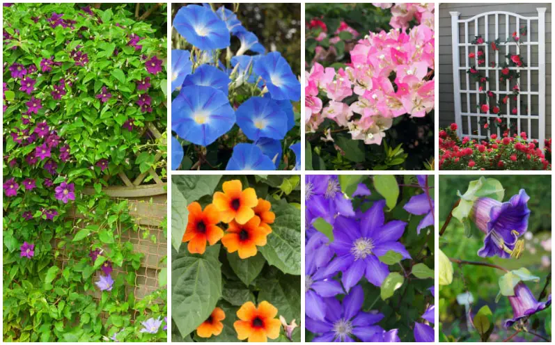 Best Plants for Trellis