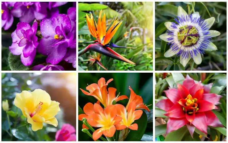 tropical flowers collage