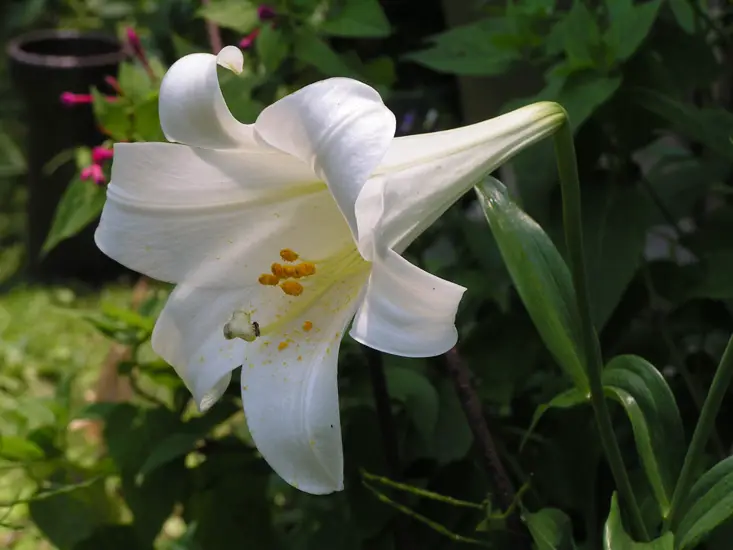 trumpet-lily