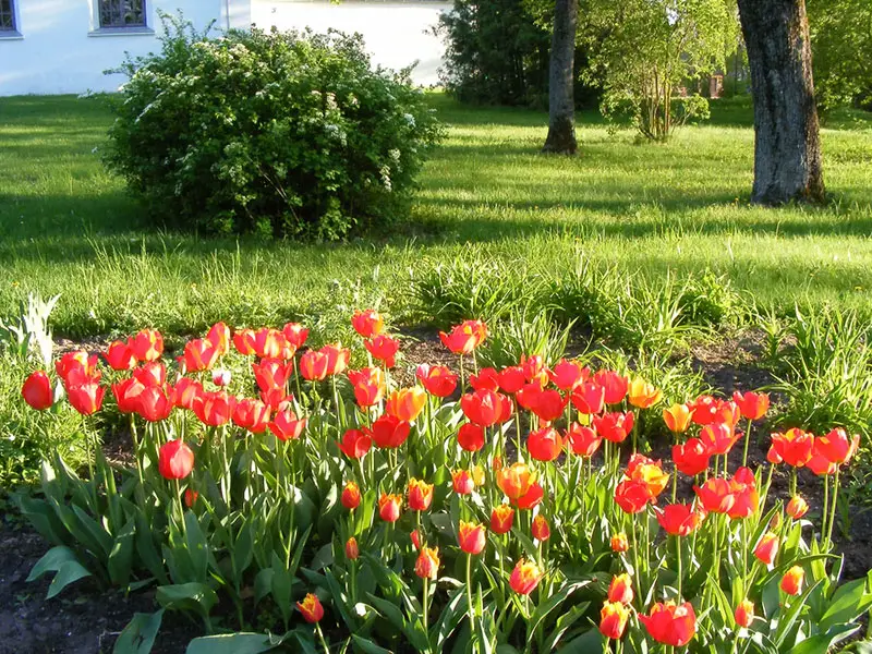 tulips in backyard Spring