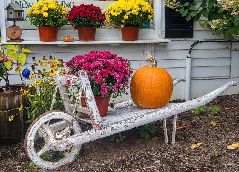 wheelbarrow pumpkin