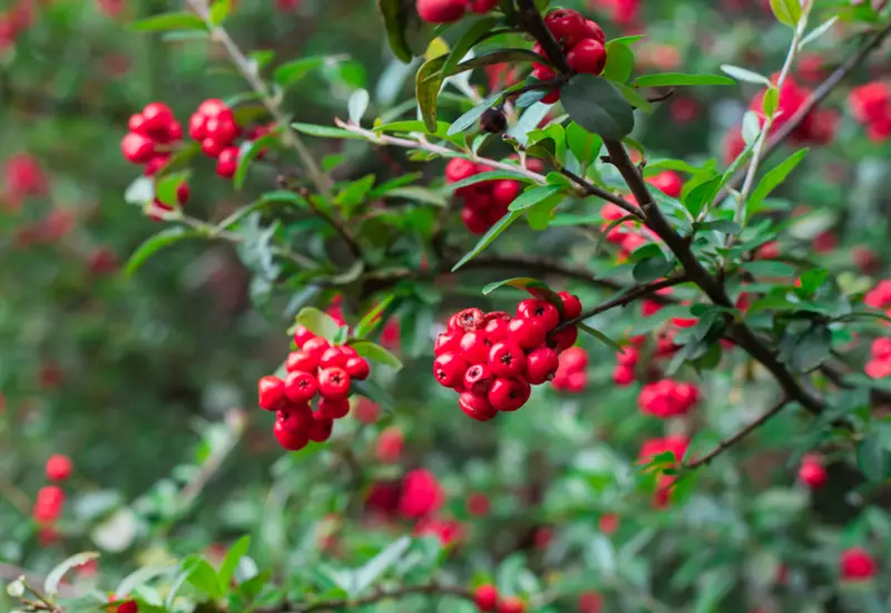 Winter Red Holly