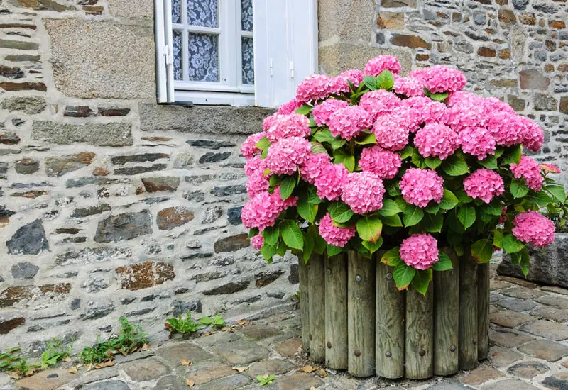 wooden-pot