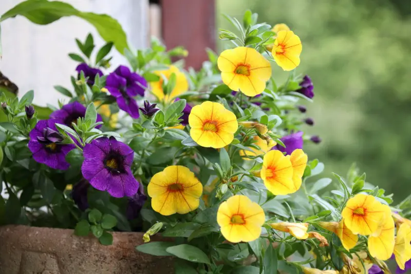 Calibrachoa