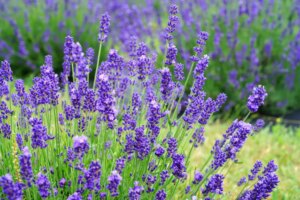 10 Plants that DO NOT like Coffee Grounds! - Garden Lovers Club