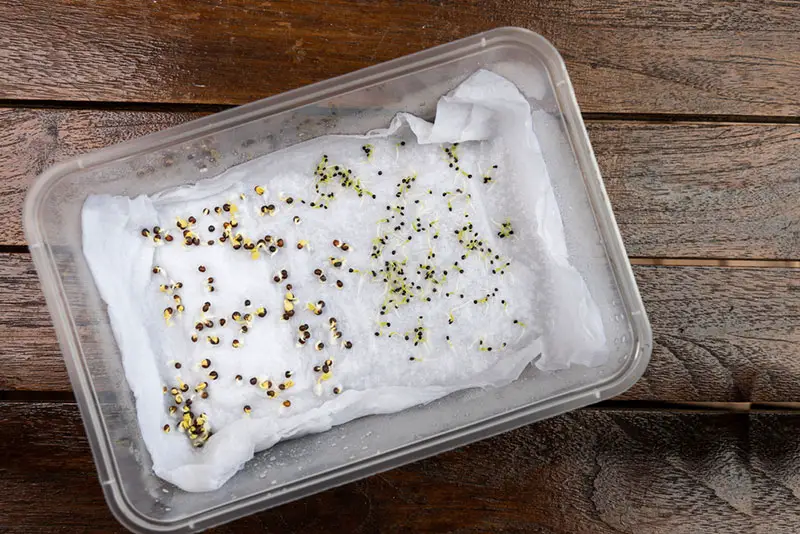 seeds in paper towel and container