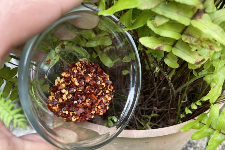 Do Cayenne Pepper Flakes Help to Deter Squirrels? Garden Lovers Club