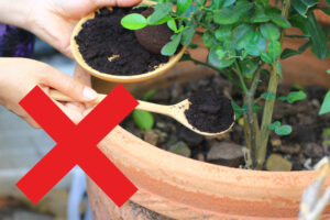 10 Plants that DO NOT like Coffee Grounds! - Garden Lovers Club