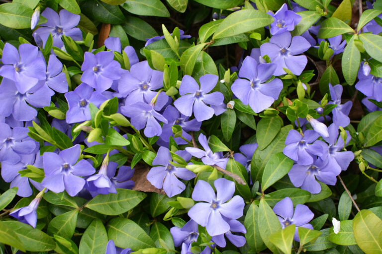 15 Perennial Ground Cover Plants That Will Come Back Every Year ...
