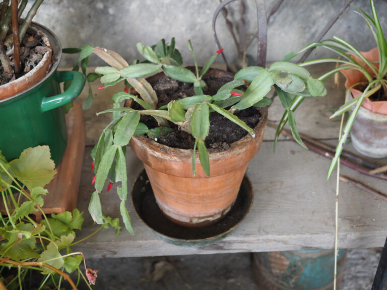 What are the Best Pots for Christmas Cactus? - Garden Lovers Club