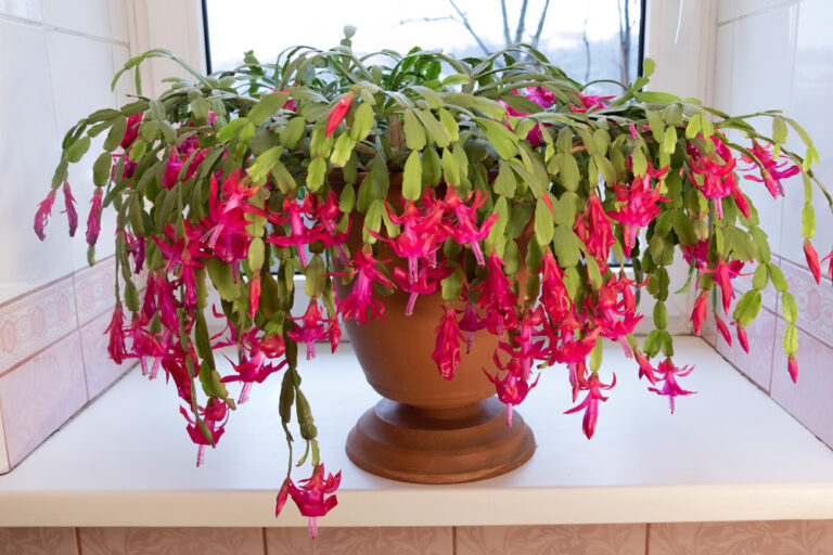 Best Pot for Christmas Cactus