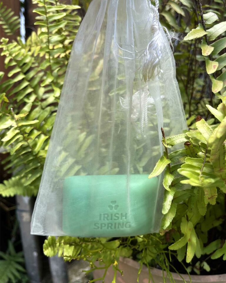 Pest Repellent How to Use Irish Spring Bar Soap to Protect Your Garden