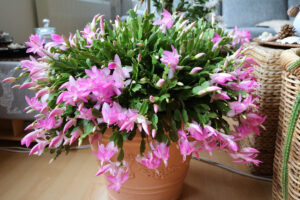 How to Repot Your Christmas Cactus (Step by Step) - Garden Lovers Club