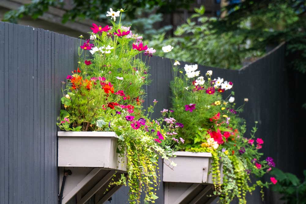Wildflower fence boxes